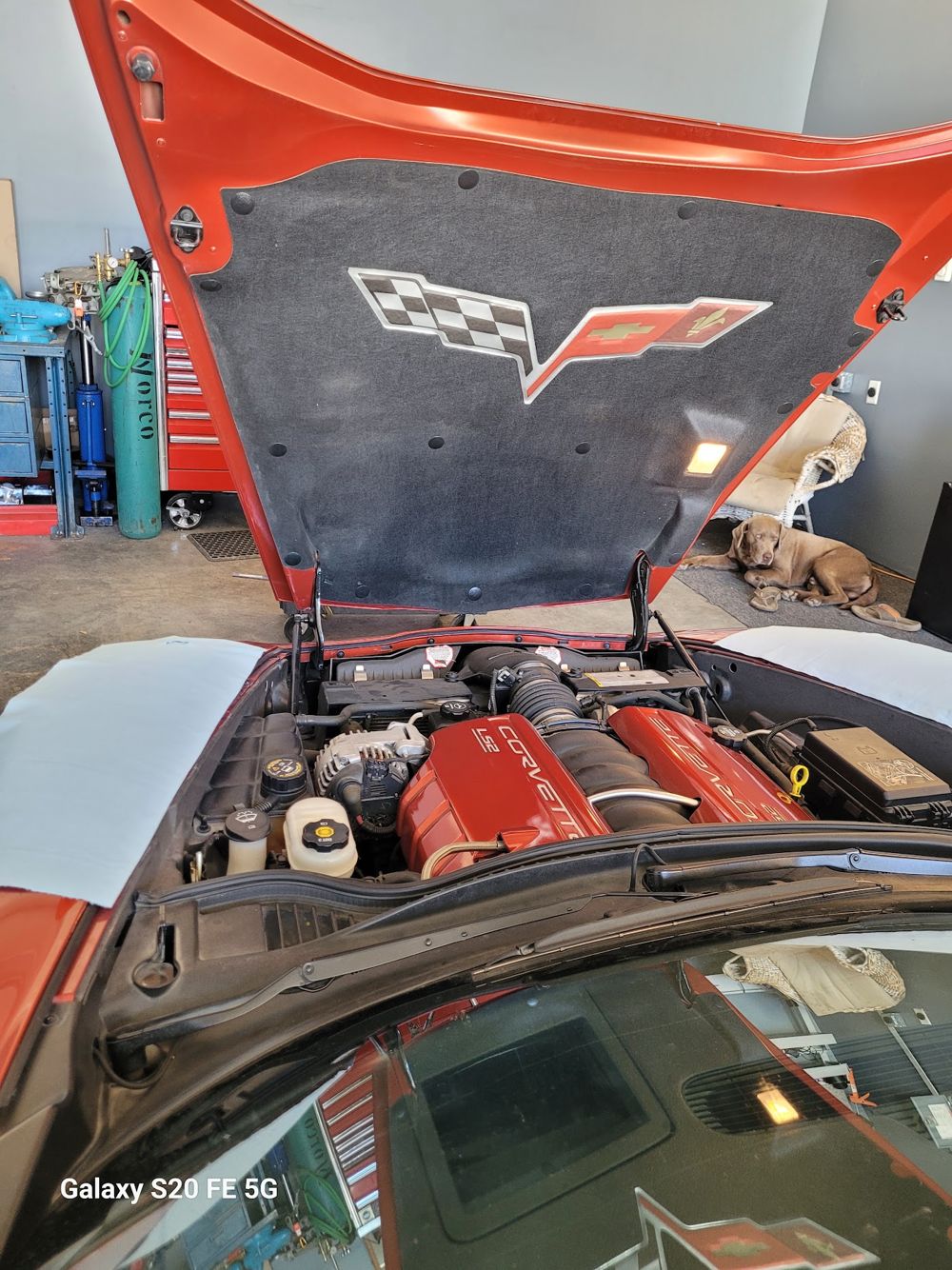 Titus the chocolate lab keeping an eye on a Corvette engine job